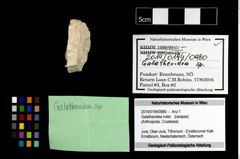 Foto (Objekt + Etikett) von Galatheoidea indet.  (NHMW-GEO-2014-0194-0980)